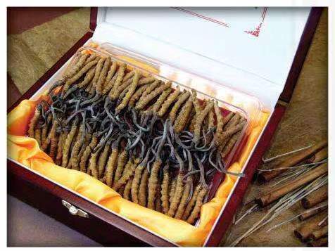 红原冬虫夏草回收